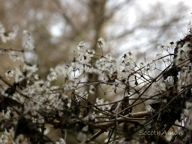 Clematis terniflora