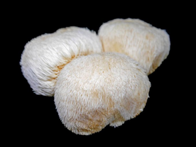 Lion’s Mane (Hericium erinaceus) | Lion's mane mushroom spawn | Biobritte mushroom center