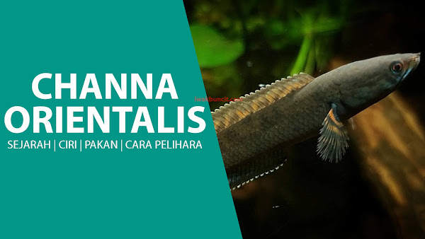 Channa Orientalis: Salah Satu Jenis Ikan Channa Hias yang Paling Bandel Perawatan