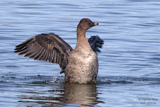 Tundralúd - Tundra Bean Goose - Tundrasaatgans - Anser serrirostris