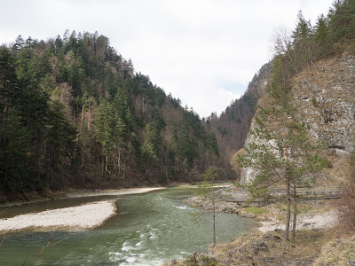 szczawnica, trasy turystyczne w Szczawnicy, przełom Dunajca, grzyby wiosenne, grzyby w kwietniu, czarki, uszaki, kisielnice, wiosenne kwiaty, bobry nad Dunajcem, szlak na granicy polsko-słowackiej