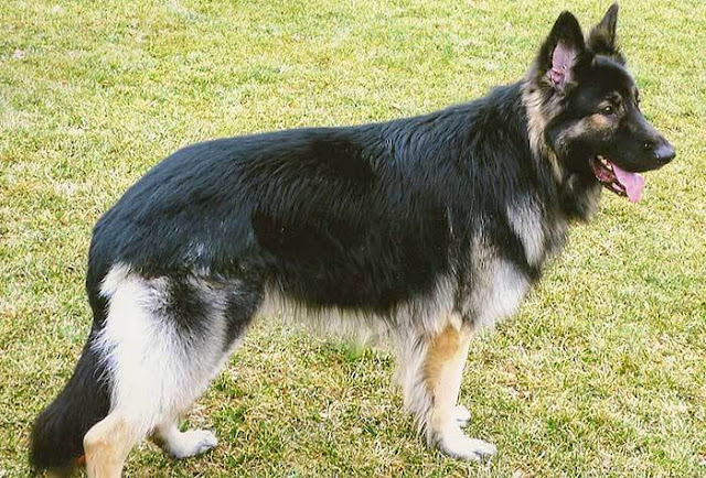 "Majestic Shiloh Shepherd dog with a strong and confident stance, showcasing its gentle strength and loyal nature."