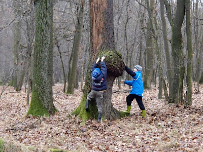 Puszcza Niepołomicka, rezerwat Gibiel, grzyby zimowe, grzyby nadrzewne, trzęsaki, kisielnice, galaretnice, grzyby nadrzewne