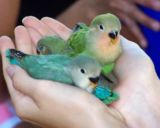 TEKNIK MELATIH LOVE BIRD DARI KECIL