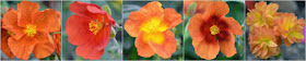 Abriachan Nurseries Helianthemums - Rock Roses
