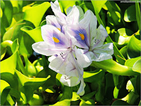 Jacintos de Agua del Aquatic Garden en el Jardín Botánico de Montreal