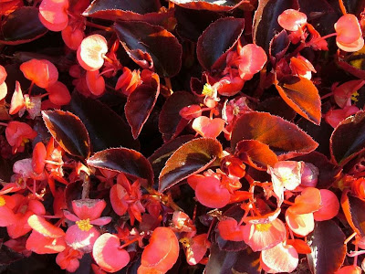 Red begonia semperflorence