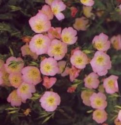 園藝達人栽培術 月光仙子 月見草 園藝部落格 Igarden 花寶愛花園園藝文摘plus