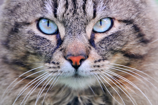 Cat with turquoise eyes by Tambako the Jaguar from flickr (CC-ND)