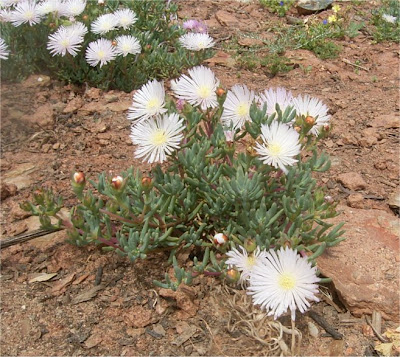  Lampranthus multiradiatus