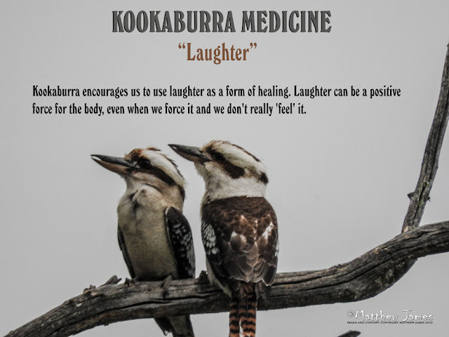 Kookaburra Totem Meaning