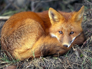 fox animal wallpaper rubah red gold species dog