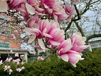 Close up picture of white and pink magnolia flowers. Background shows the rest of the tree, in front of a brick building