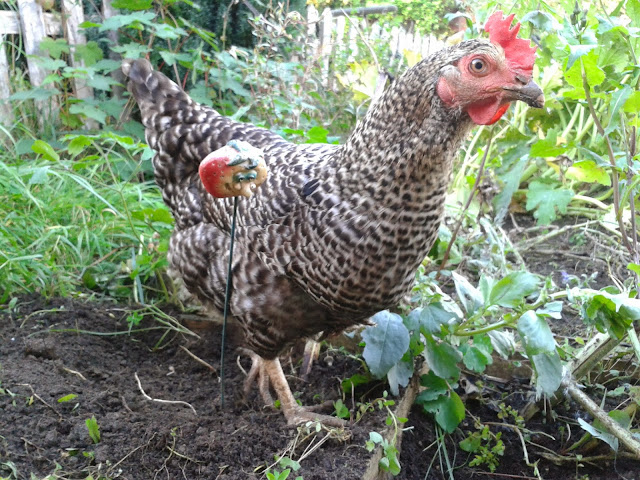 Emily in the garden