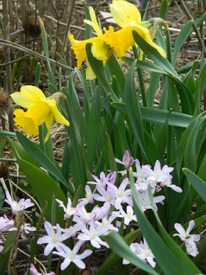 Narcissus and Chionodoxa spring blooms at Toronto Botanical Garden by garden muses-not another Toronto gardening blog