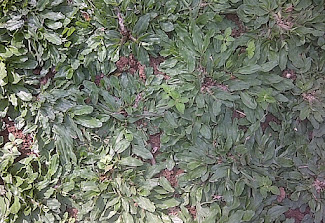 jual rumput gajah mini Rp 20.000,- per tanggal 22 juli 2018