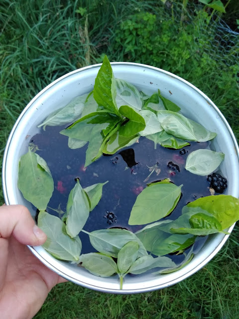 A backyard harvest of blackberries and basil, washed in a serving bowl