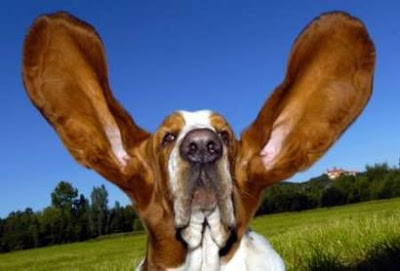 Funny Animals: Huge Ears Dog