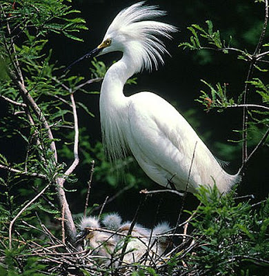 The Snowy Egret is a small white heron