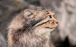 Pallas Cat Wallpaper