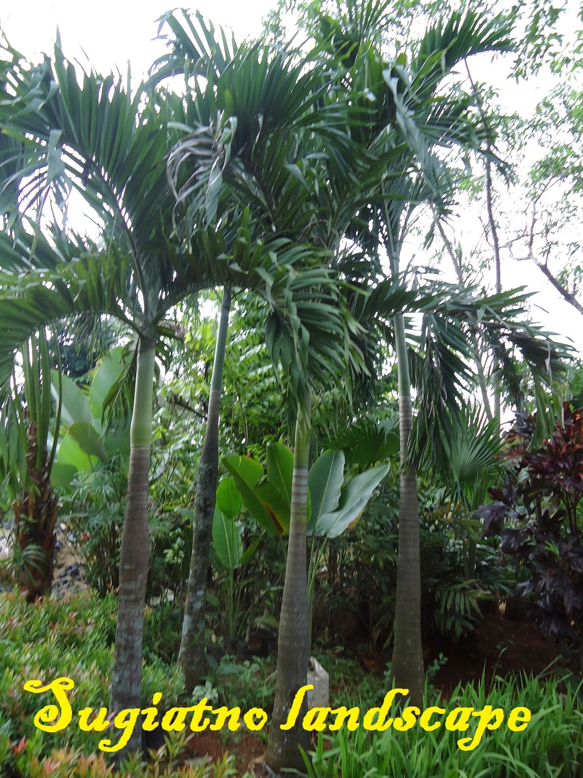 Jual palm putri harga tanaman hias  palm putri Tukang Taman 