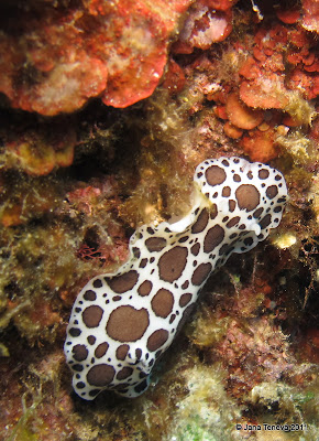 Diving nudibranch