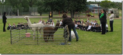 Narracorte Primary School _02