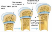 Ide Top Gambar Tulang Rawan