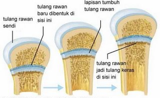 Ide Top Gambar Tulang Rawan