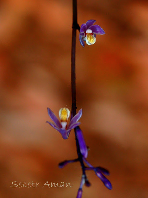 Lecanorchis japonica