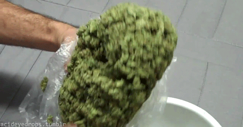 weed gifs cannabis maconha gif