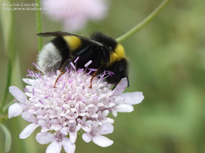 http://www.biodiversidadvirtual.org/insectarium/Bombus-lucorum-%28Linnaeus-1761%29-img707459.html