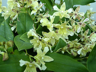 Dendrobium Aussie's Chip