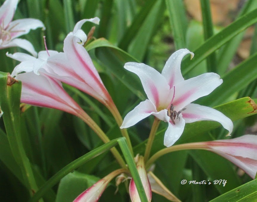 Pink Crinum Lily Flower Photo