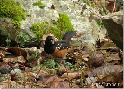 Towhee