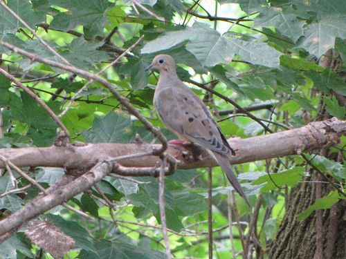 mourning dove