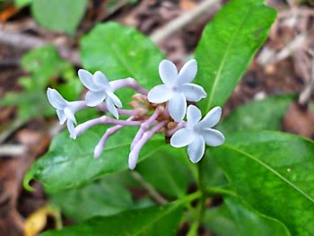 Indian Snake root - Ekaweriya - flowers - Rauvolfia serpentina