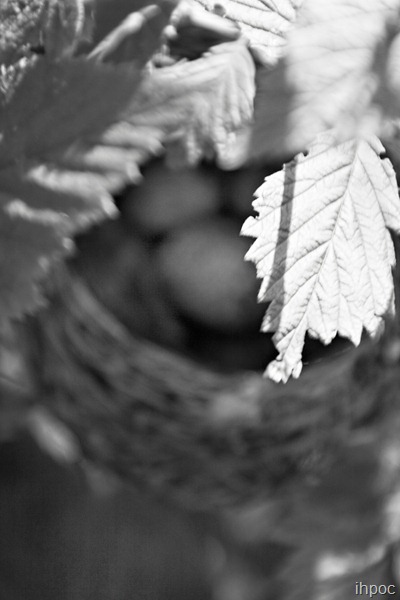 IMG_4646 copy