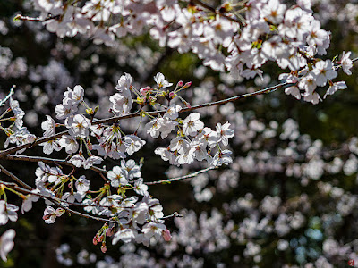 Sakura (Japanese cherry) flowers: Kencho-ji