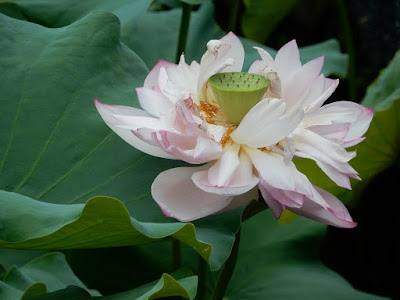 荷花的花及花托