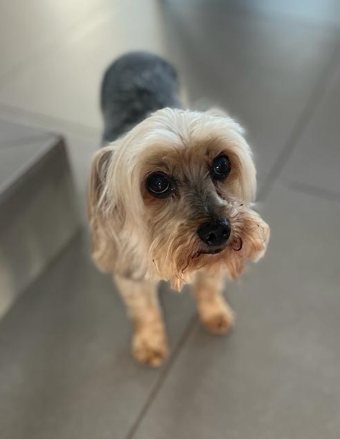 Thorn 11 year old male Yorkie