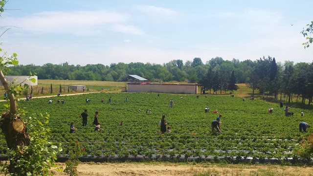 Recogiendo fresas en Finca Monjarama