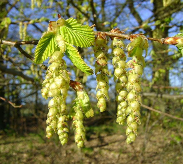 carpinus betulus