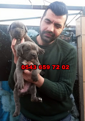   satılık cane corso yavruları bursa, bursadan satılık cane corso yavruları, cane corso ilanları, sahibinden satılık cane corso yavruları bursa , cane corso yavruları fiyatları, satılık cane corso yavrusu fiyatları, cane corso yavru bakımı, cane corso yavru fiyatı, cane corso yavru fiyatları, cane corso yavru nasıl beslenir, cane corso yavru beslenmesi, cane corso yavru özellikleri, cane corso yavru eğitimi, cane corso satılık yavru, cane corso satılık yavru bursa, italyan mastiff cane corso yavruları satılık,