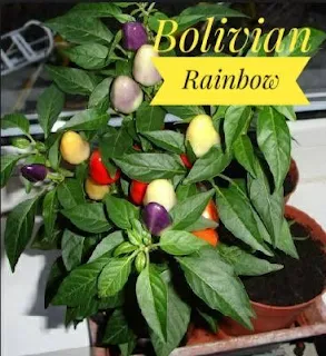 Jual Bibit Cabe Rawit Warna Warni