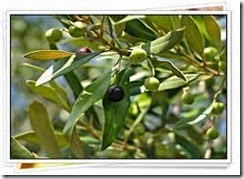 oliveira