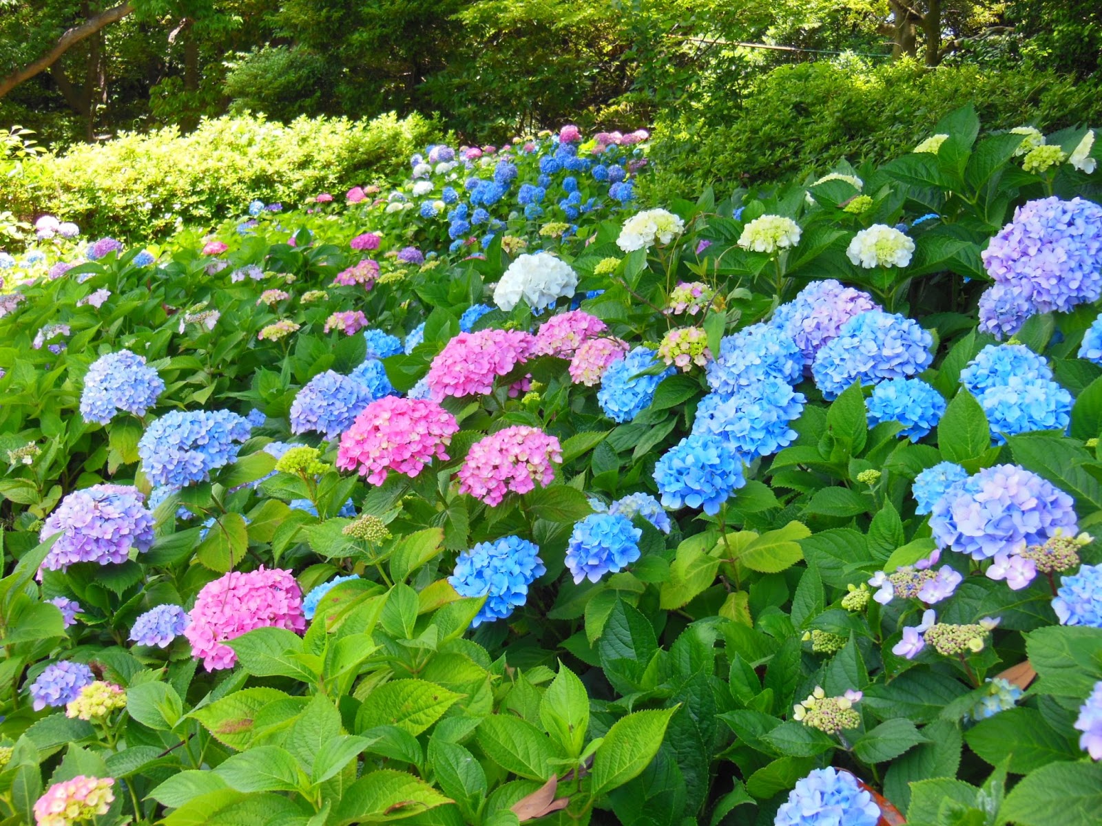 和の花だより 高塔山公園のあじさいは 色の七変化 できれいです