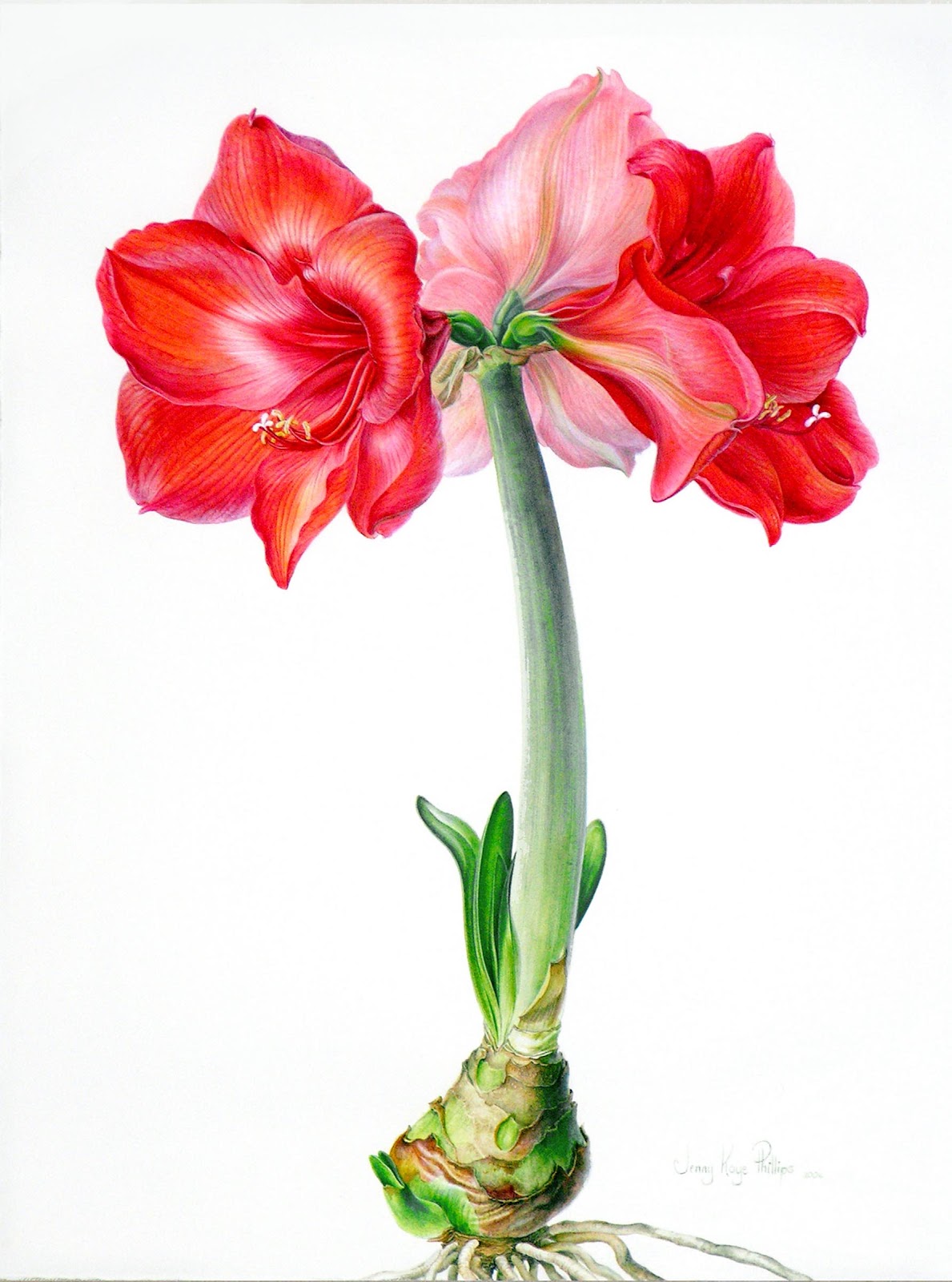 Graham Arader: An Amaryllis Watercolor by the Renown 