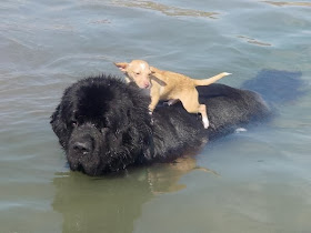 Cute dogs - part 3 (50 pics), little dog rides on big dog swimming