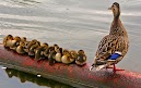 Most beautiful Birds of the World